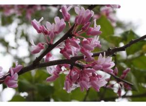 redbud