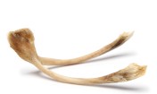 wishbone